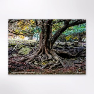 Picture of Woodland Trust tree calendar 2027