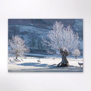 Picture of Woodland Trust tree calendar 2027