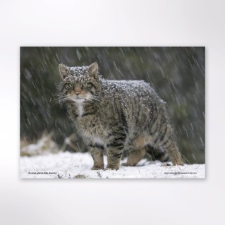 Picture of Woodland Trust wildlife calendar 2027