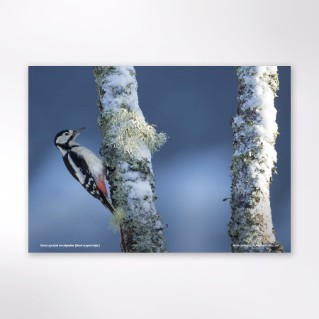 Picture of Woodland Trust wildlife calendar 2027