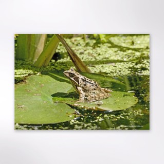 Picture of Woodland Trust wildlife calendar 2027
