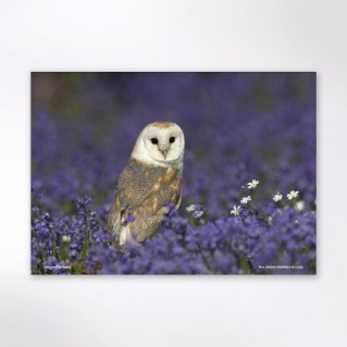 Picture of Woodland Trust wildlife calendar 2027