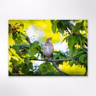 Picture of Woodland Trust wildlife calendar 2027