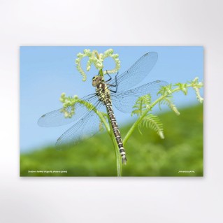 Picture of Woodland Trust wildlife calendar 2027