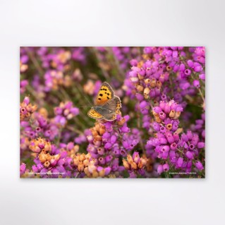 Picture of Woodland Trust wildlife calendar 2027