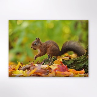 Picture of Woodland Trust wildlife calendar 2027