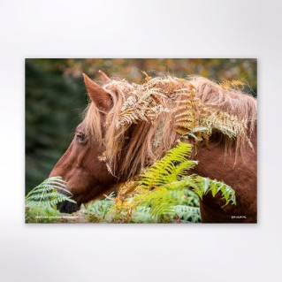 Picture of Woodland Trust wildlife calendar 2027