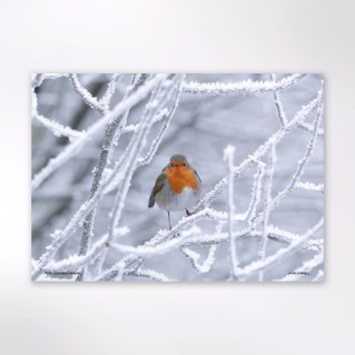 Picture of Woodland Trust wildlife calendar 2027