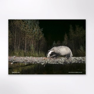 Picture of Woodland Trust wildlife calendar 2027