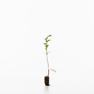Hawthorn sapling