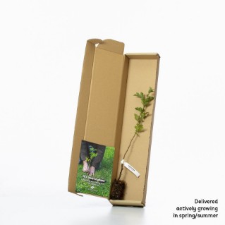 4 Hawthorn sapling