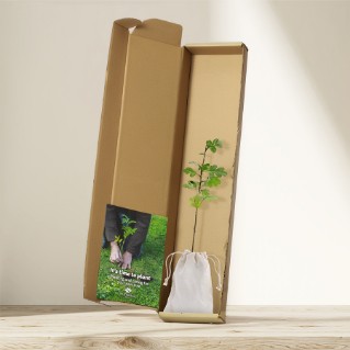 Picture of Hawthorn tree gift – tree of hope
