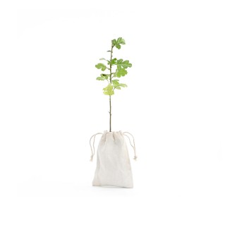 Picture of Hawthorn tree gift – tree of hope