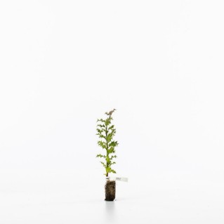 Holly sapling