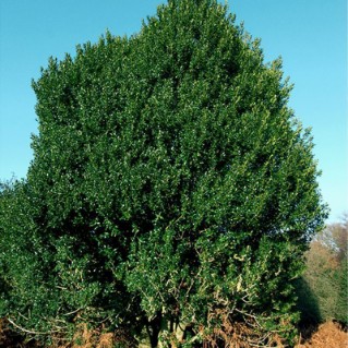 Holly - full tree