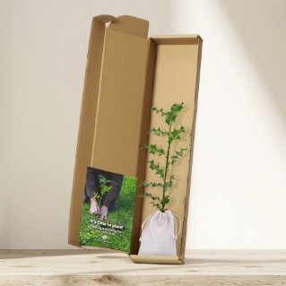 Picture of Holly tree gift - tree of protection