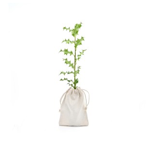 Picture of Holly tree gift - tree of protection