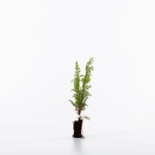 Single juniper sapling