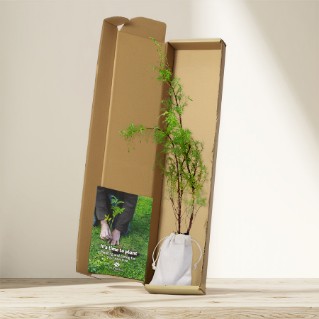 Picture of Juniper tree gift - tree of renewal