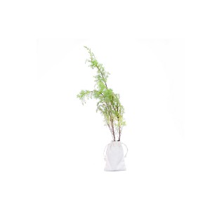 Picture of Juniper tree gift - tree of renewal