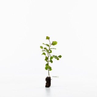 Common beech sapling