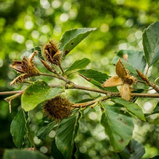 Beech - fruit