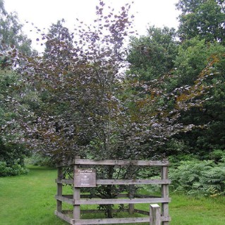Beech - young tree
