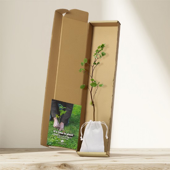 Picture of Common beech tree gift – tree of learning