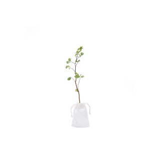 Picture of Common beech tree gift – tree of learning