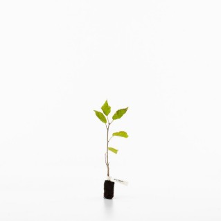 Wild cherry sapling
