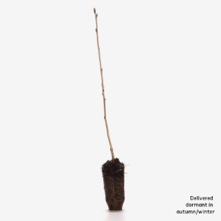 Single dormant wild cherry sapling