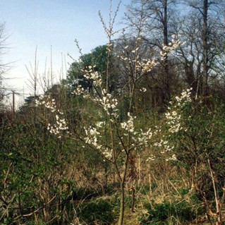 Wild cherry - young tree