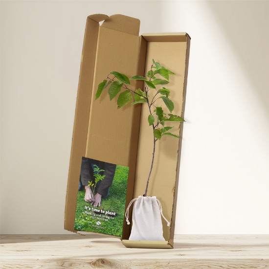Picture of Wild cherry tree gift - tree of new beginnings