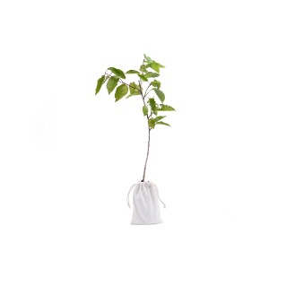 Picture of Wild cherry tree gift - tree of new beginnings
