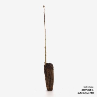 dormant oak sapling