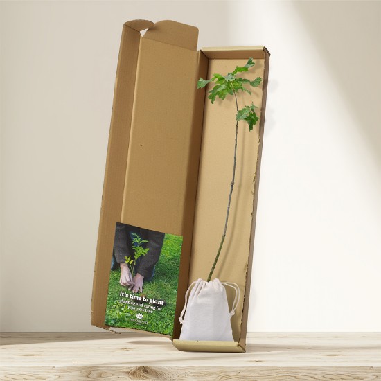 Picture of English oak tree gift - tree of strength