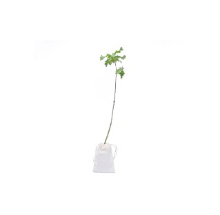 Picture of English oak tree gift - tree of strength