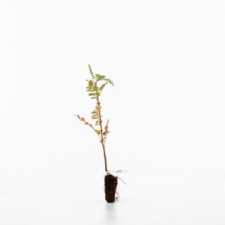 Rowan sapling