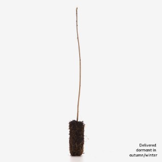 Single dormant rowan sapling