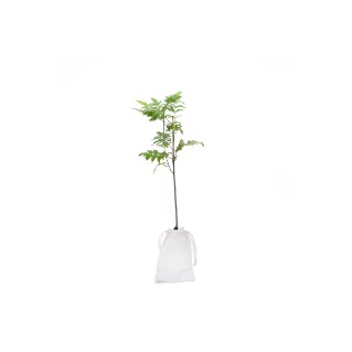 Picture of Rowan tree gift - tree of protection