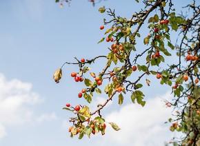Picture for category Fruit and nut trees